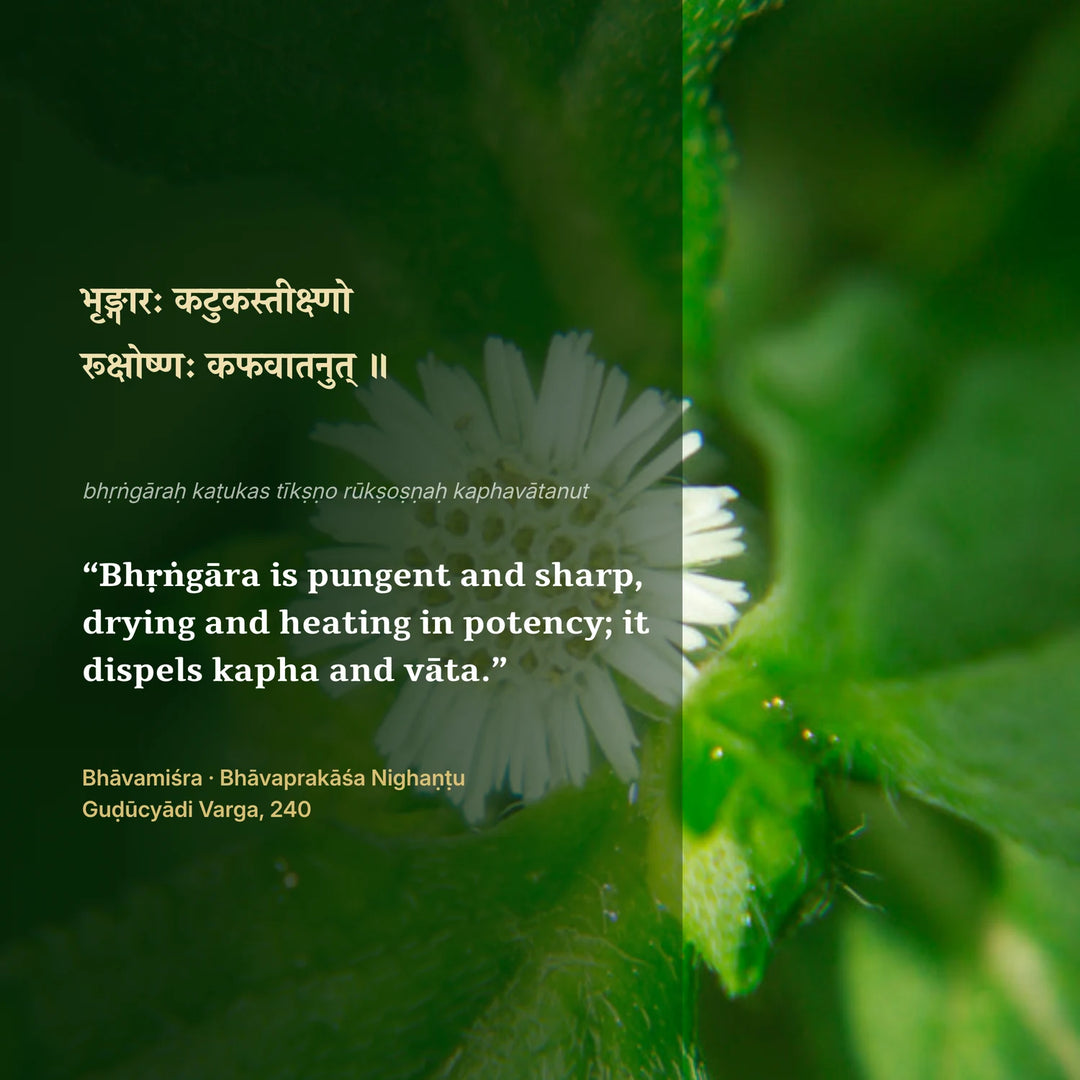 Bhavaprakasha Nighantu verse on Bhringraj, one of the eleven actives in Deliv Capsules